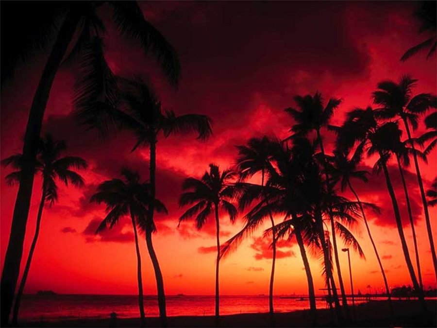 Palmeras recortadas contra un atardecer rojo